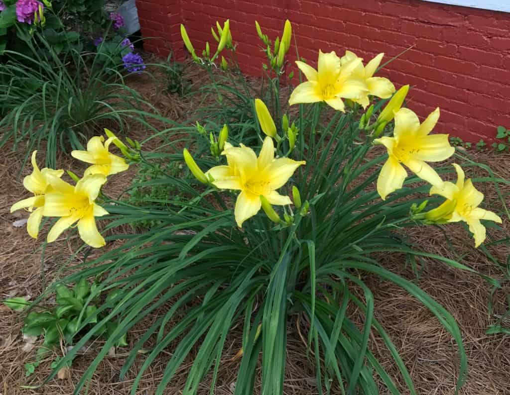Daylily or Hemerocallis Hyperion Tall Yellow One Live Plant Fan Plantly