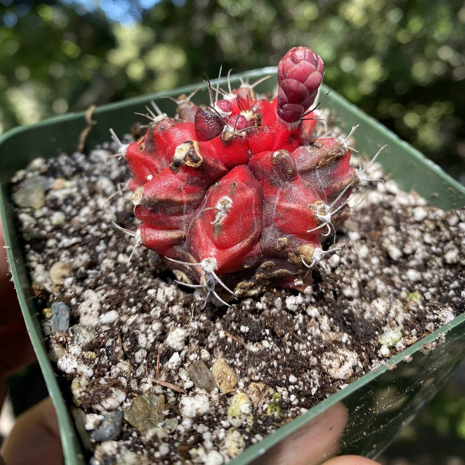 Best Indoor Plants For Sale Cheap Plants for sale online Plantly