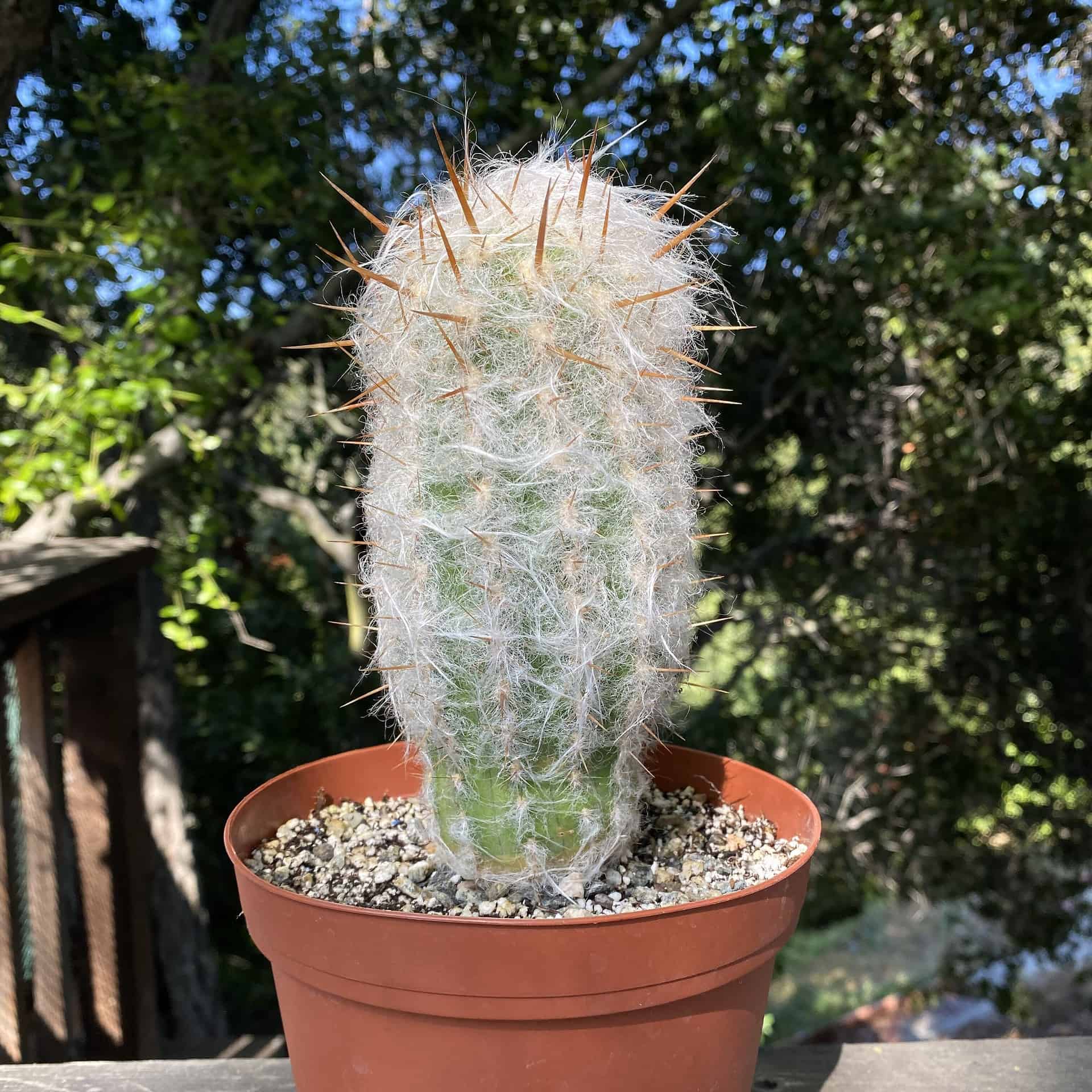 Buy Now Old Man Cactus Plantly