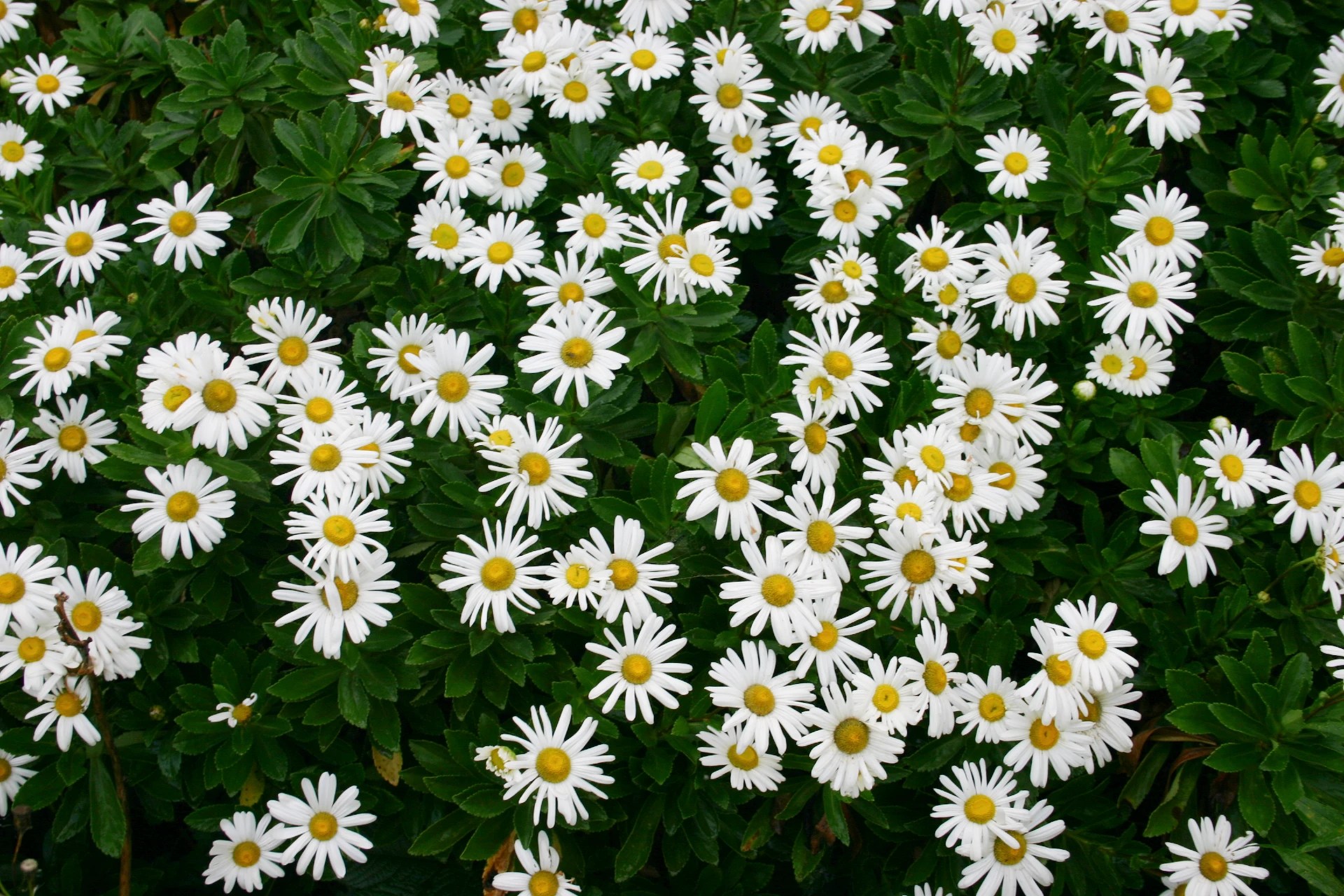Montauk Daisy Plant Care Guide Plantly