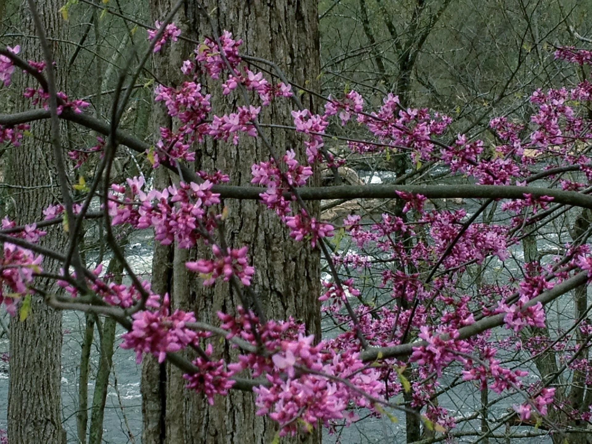 Ruby Falls Redbud Plant Care Guide Plantly