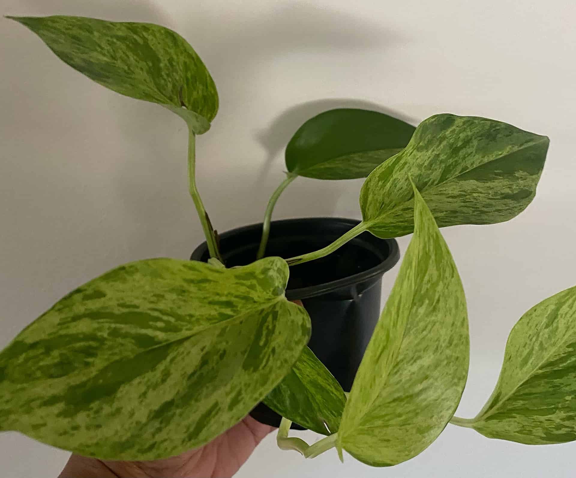 Buy Now Marble Pothos Vining Plant Plantly