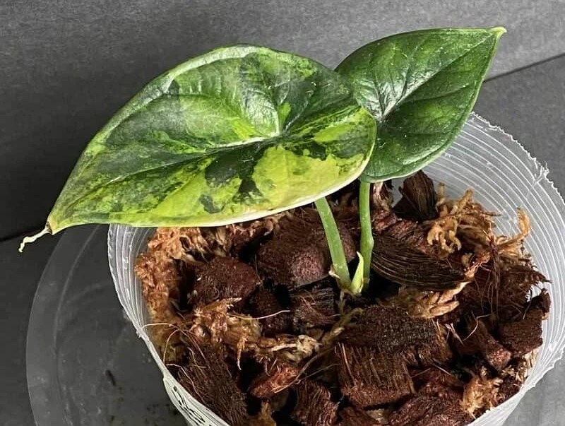 Top 3 Most Expensive Plants to Sell in the World Plantly