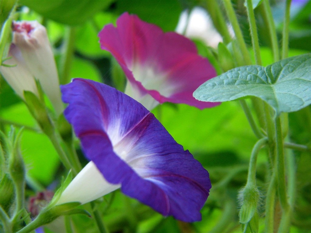 How to Grow and Care for Hummingbird Vine Plantly