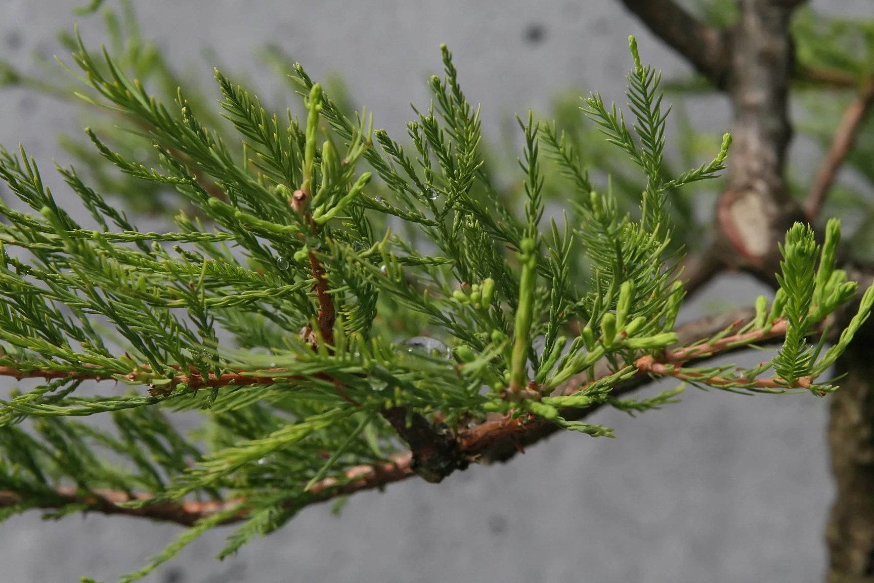 How To Grow Carolina Sapphire Cypress Plantly