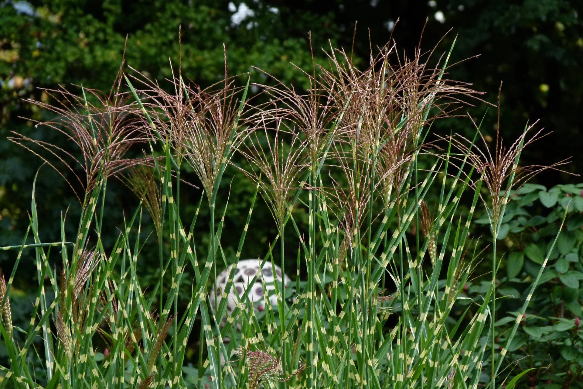 Zebra Grass Care A Sentinal Ornamental Grass Plantly