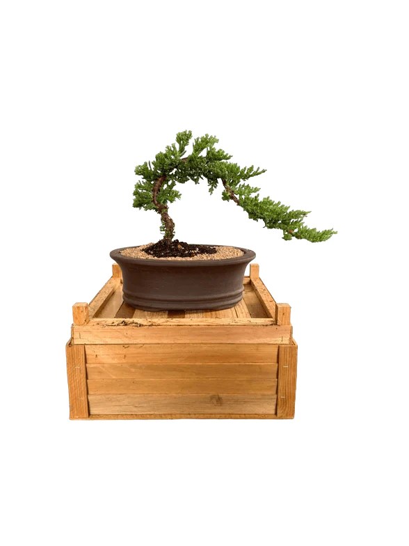 Beginner traditional Juniper bonsai tree Plantly