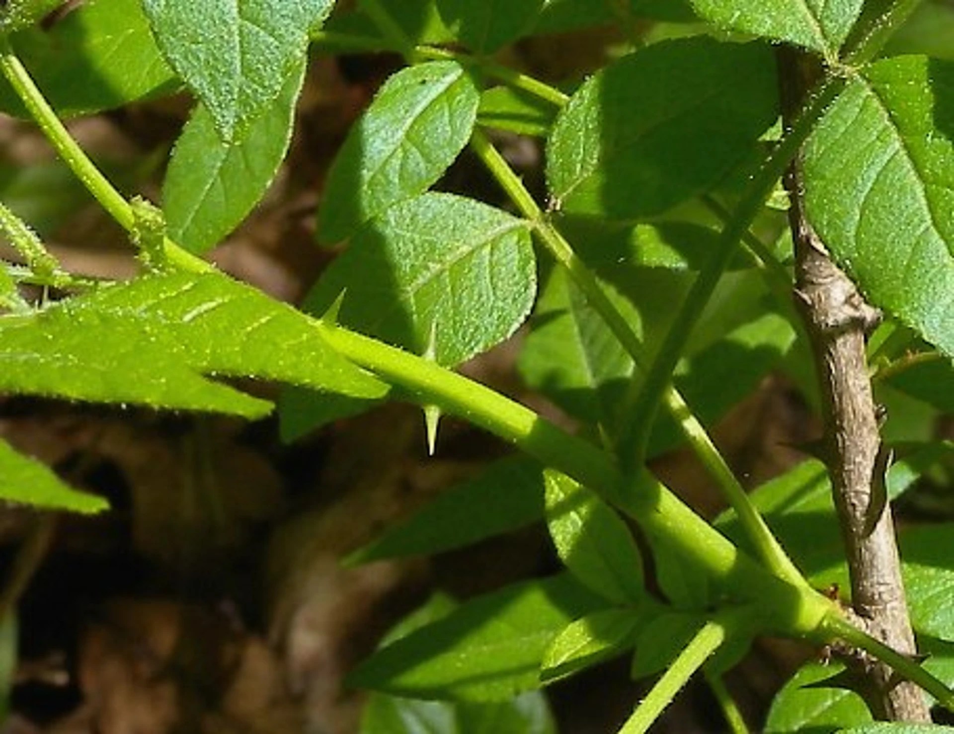 Prickly Ash Care The Toothache Tree Plantly