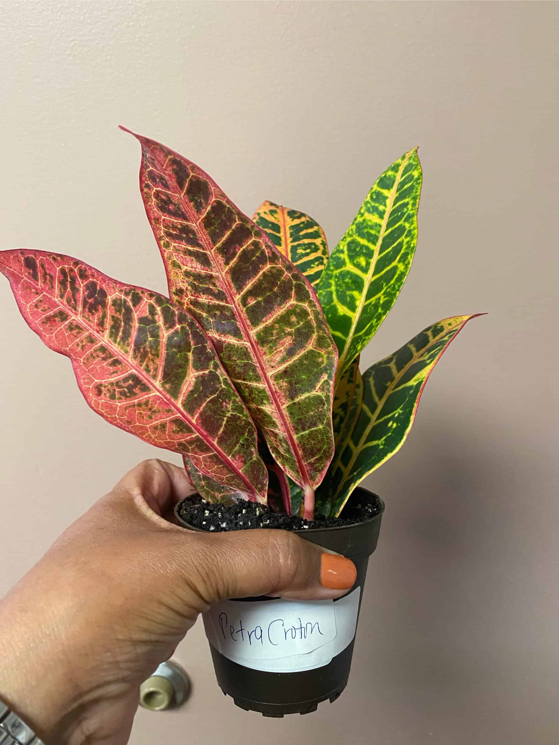 Petra Croton Plantly