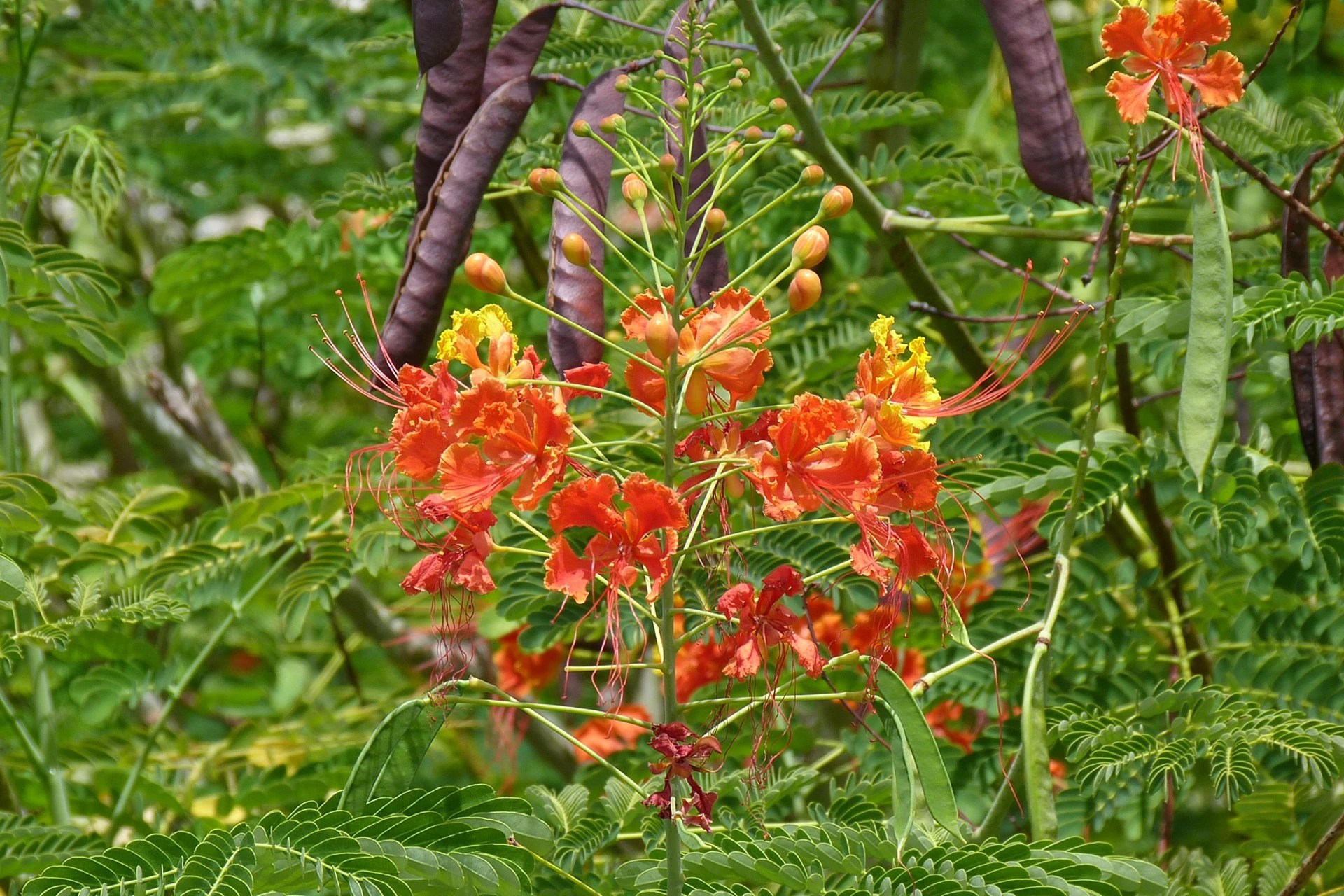 Pride of Barbados Plant Care Guide And Tips Plantly