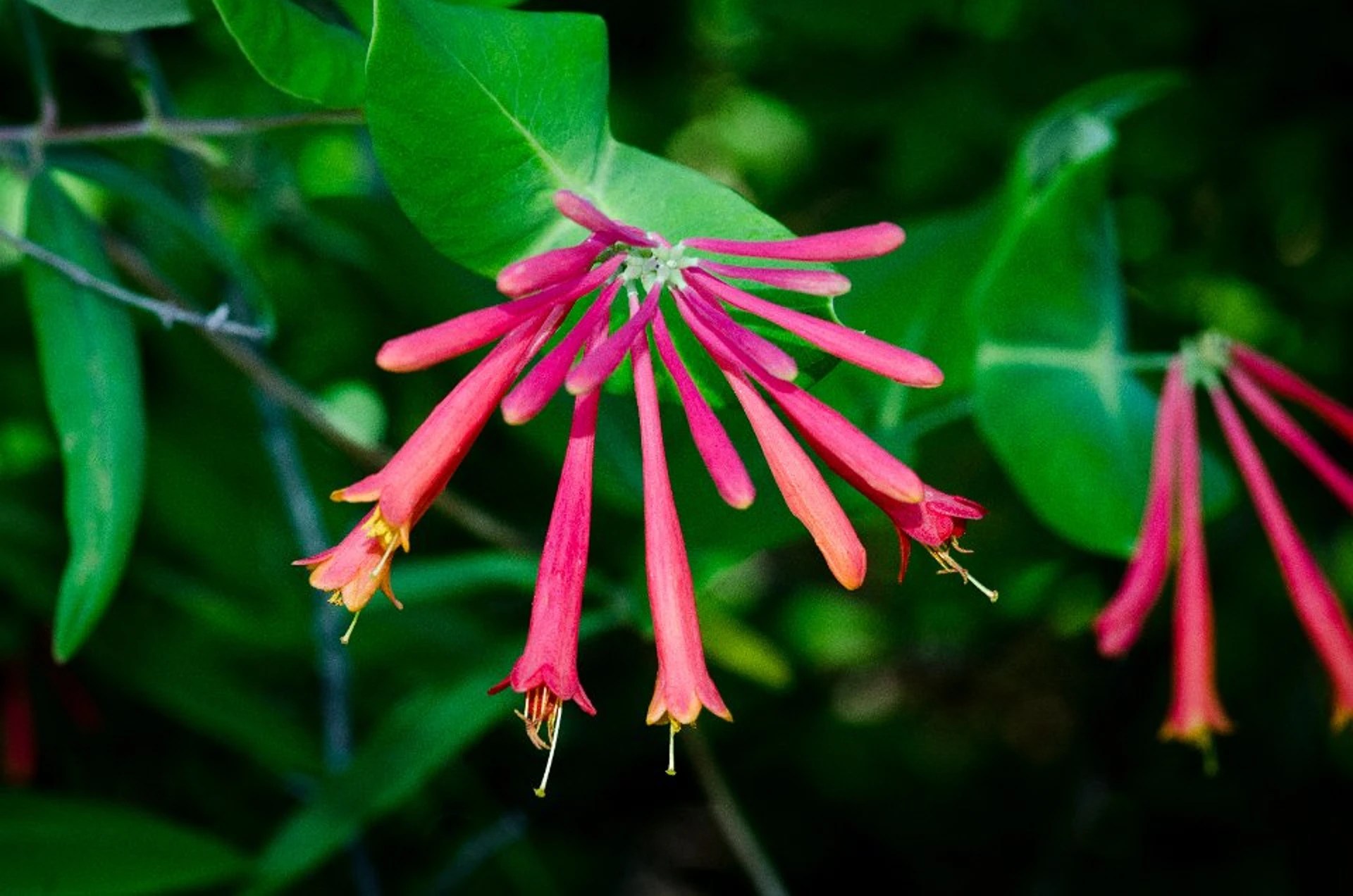 How to Grow Coral Honeysuckle Plants Plantly