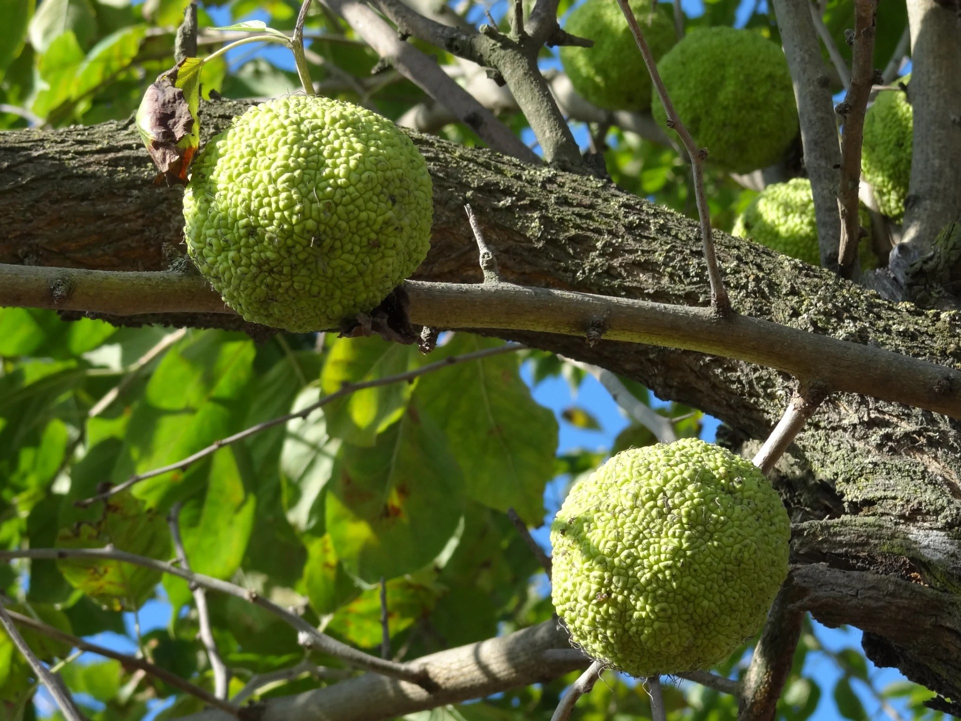 How to Grow And Care For Osage Orange Plantly