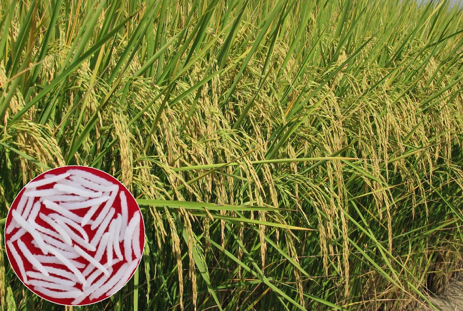 How to Plant and Grow Rice Plantly