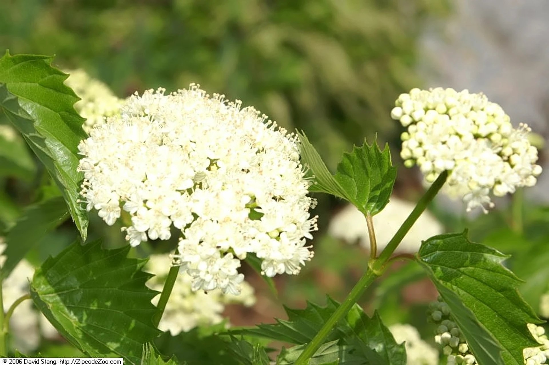 How to Care For Arrowwood Viburnum Plant Plantly
