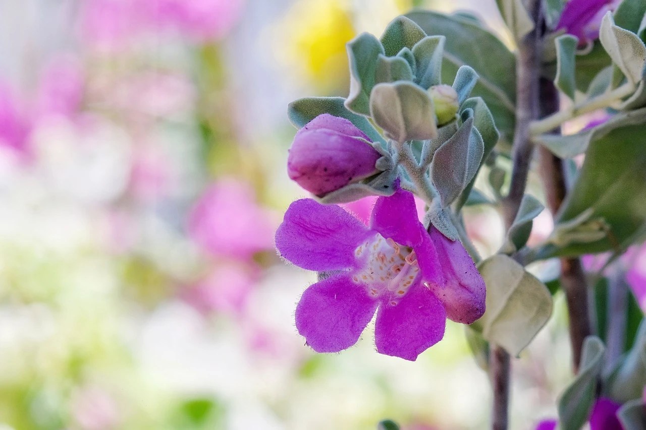 How To Grow and Care For Texas Sage Plantly