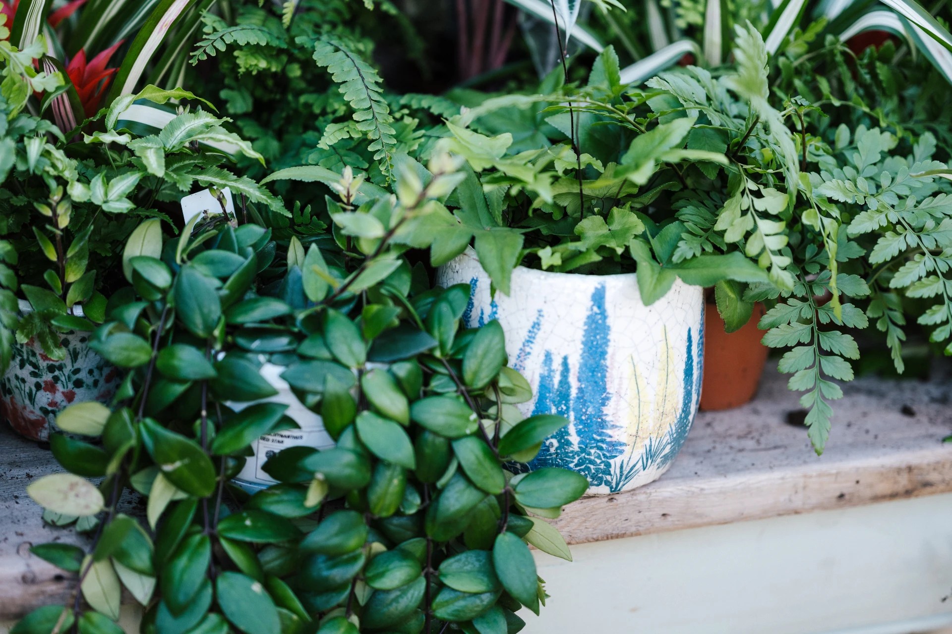 Tips For Bringing Outdoor Plants Inside Plantly
