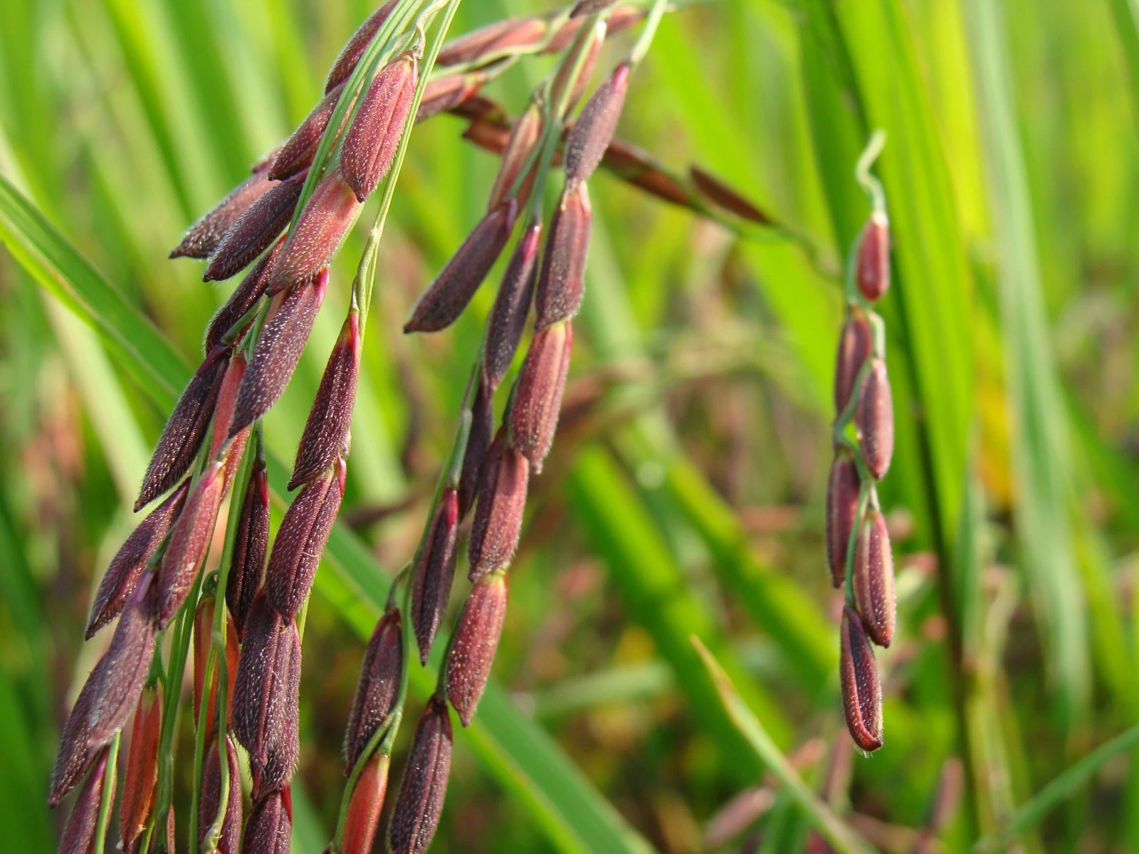 Ultimate Guide On How To Plant And Grow Rice Plantly