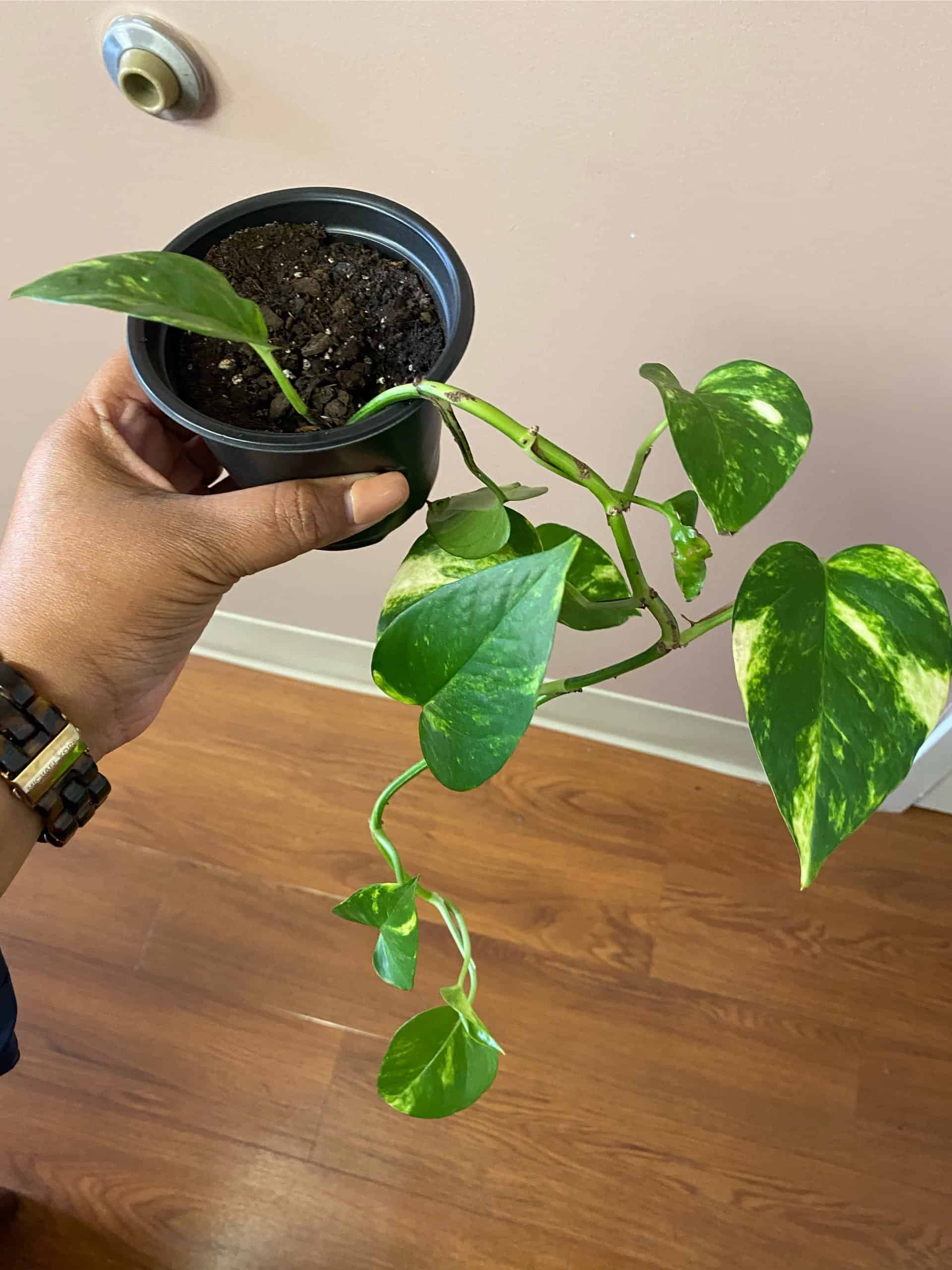 On Sale Marble Queen Pothos Plant Plantly