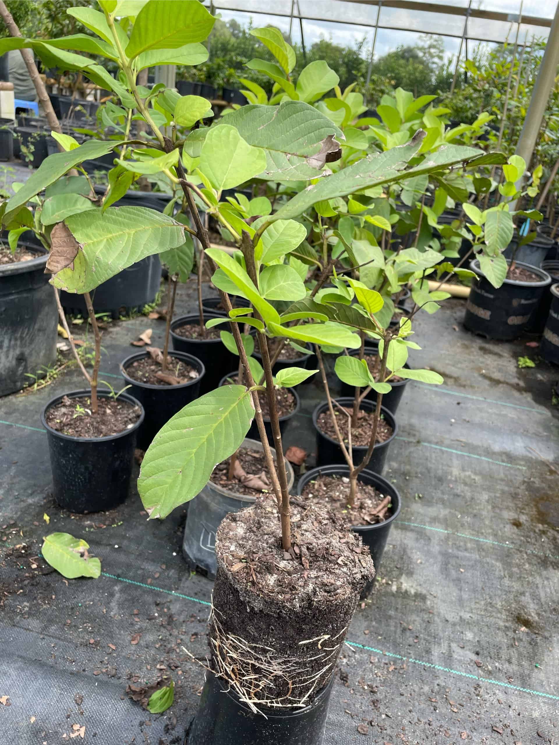 Buy Now Tropical and Delicious Queen Guava Fruit Plant Plantly