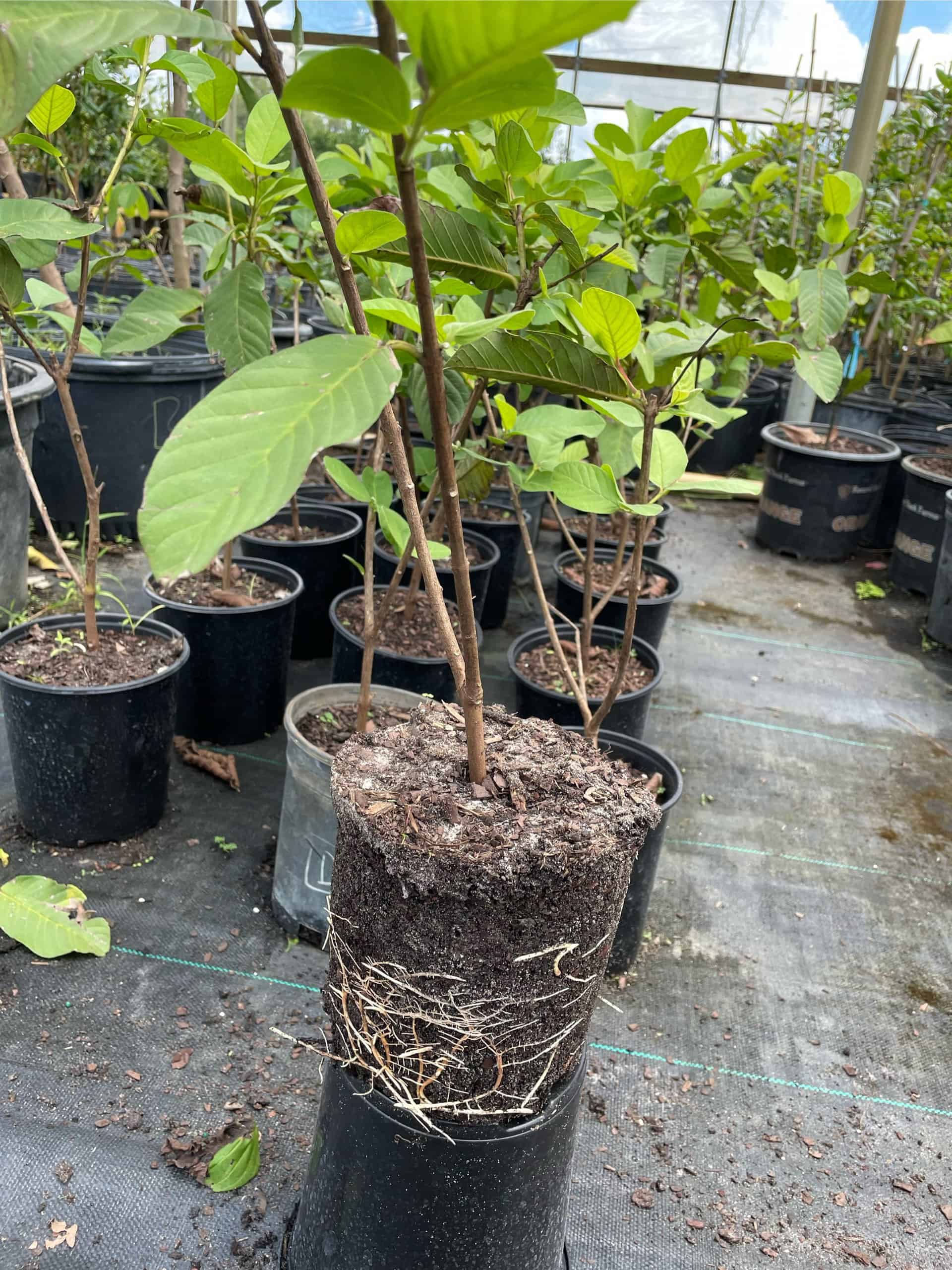 Buy Now Tropical and Delicious Queen Guava Fruit Plant Plantly