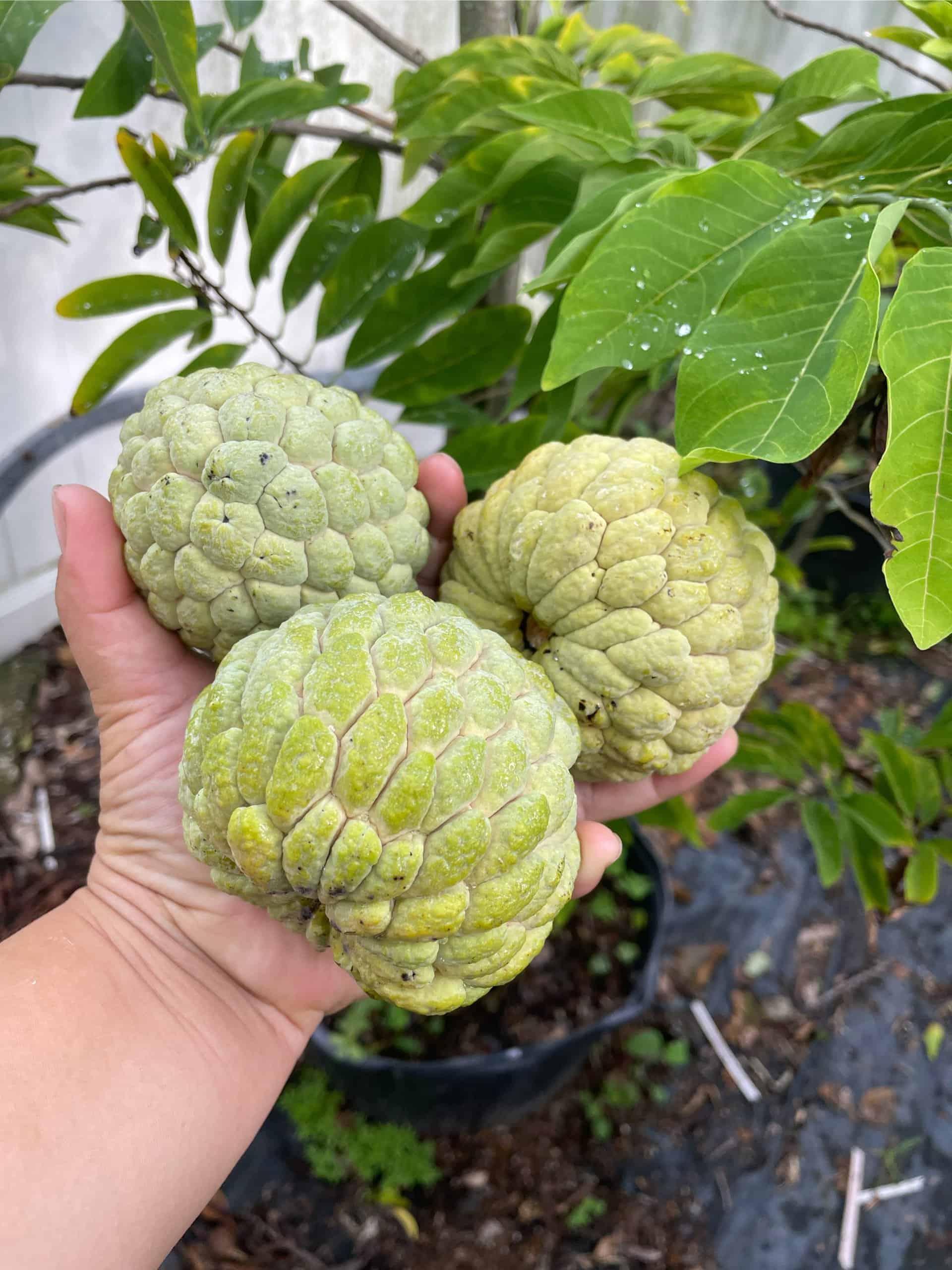 Buy Now Tropical and Sweet Sugar Apple Tree Plant Plantly