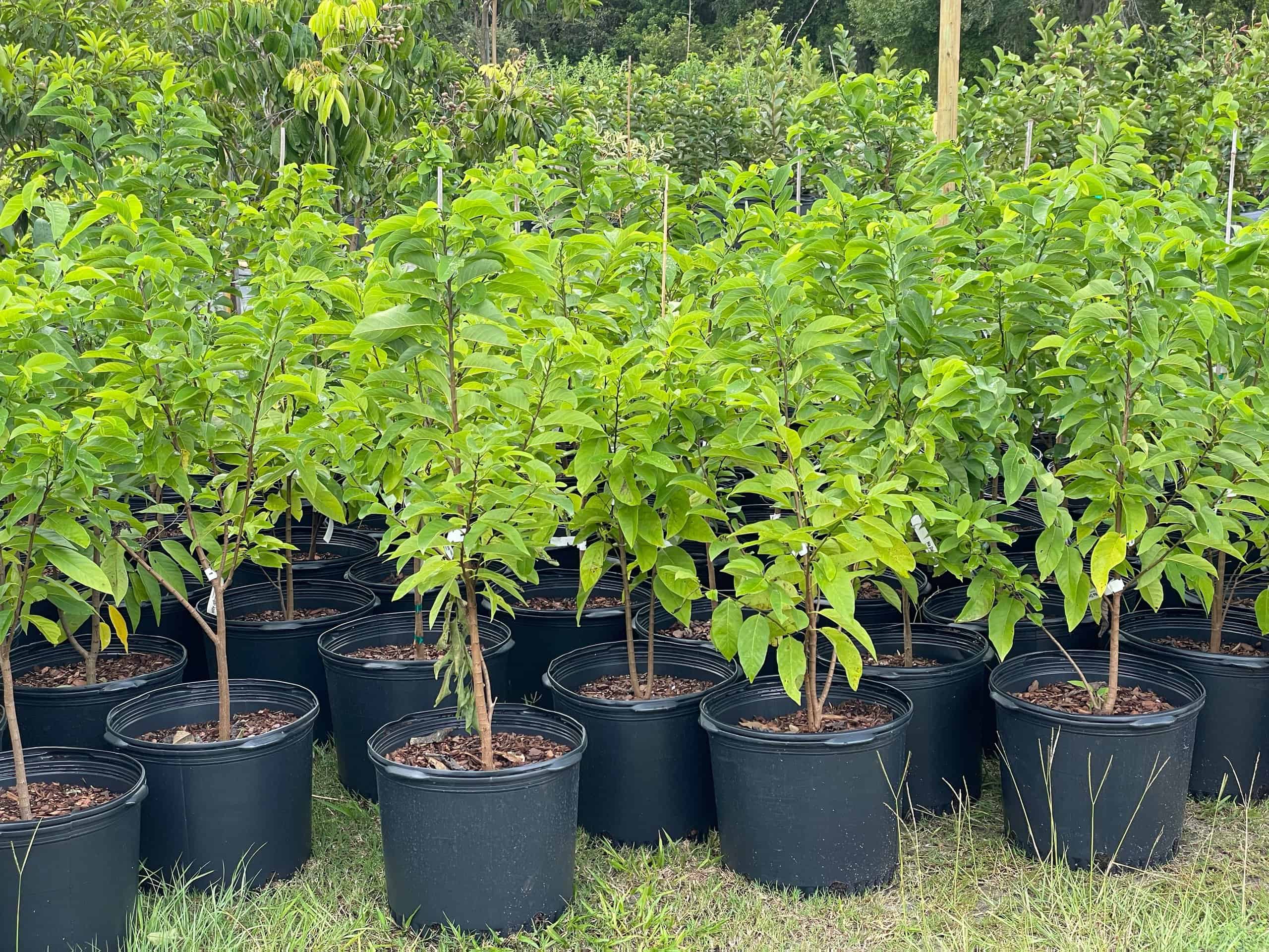 Buy Now Tropical and Sweet Sugar Apple Tree Plant Plantly