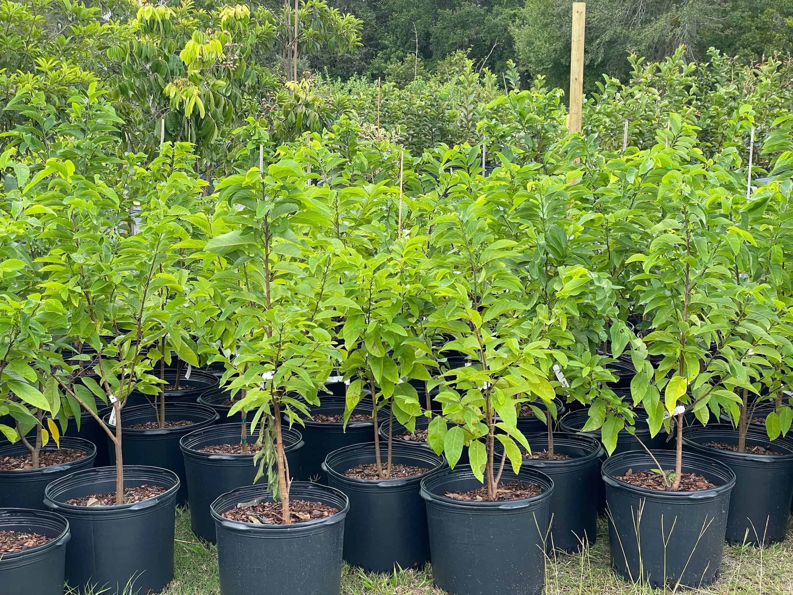 Buy Now Tropical and Sweet Sugar Apple Tree Plant Plantly