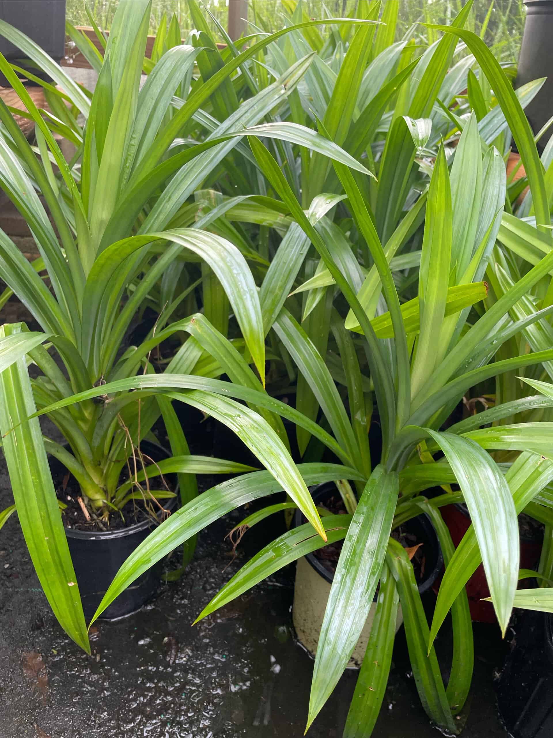 Buy Online Aromatic Pandan Plant Plantly