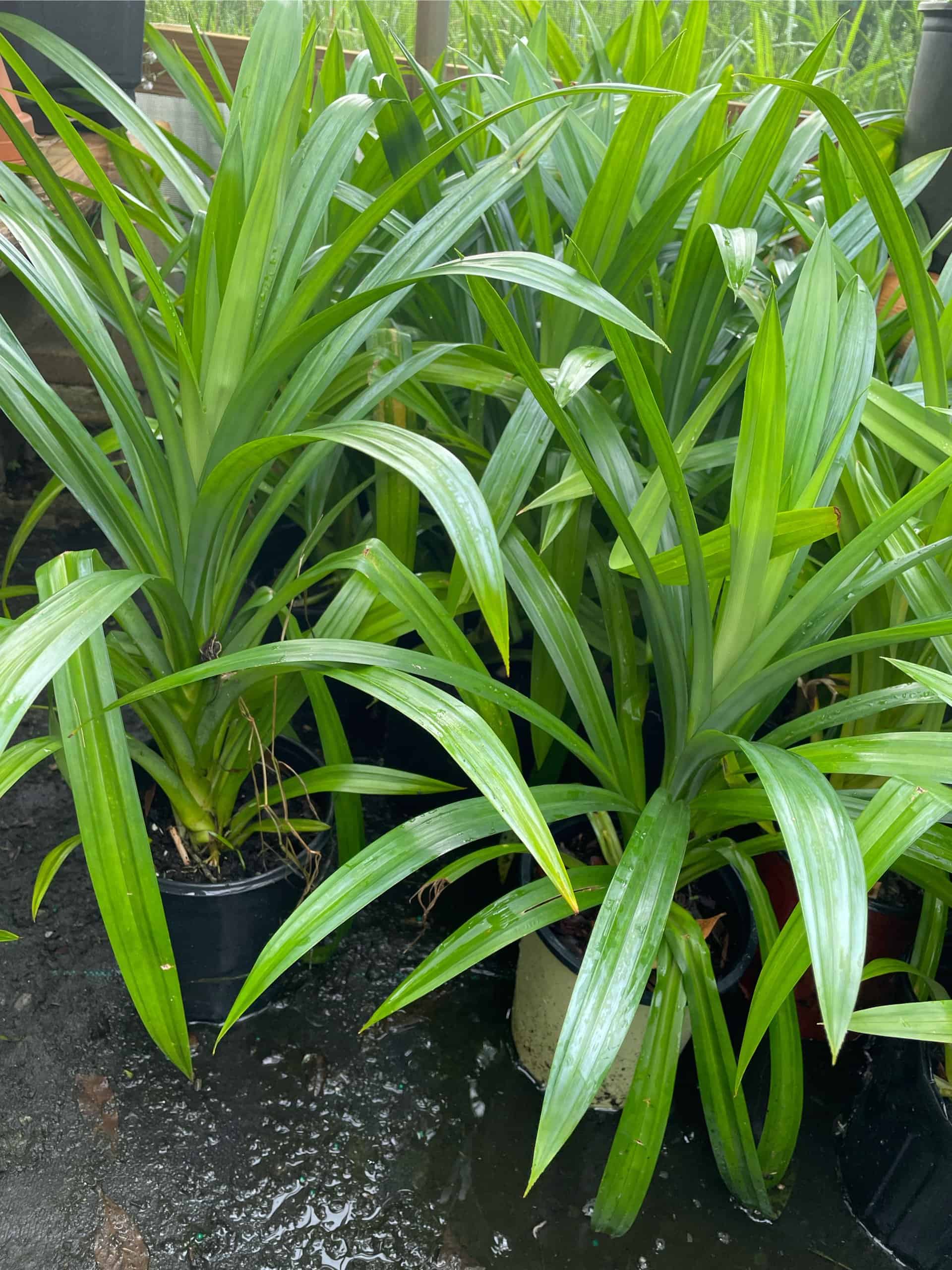 Buy Online Aromatic Pandan Plant Plantly