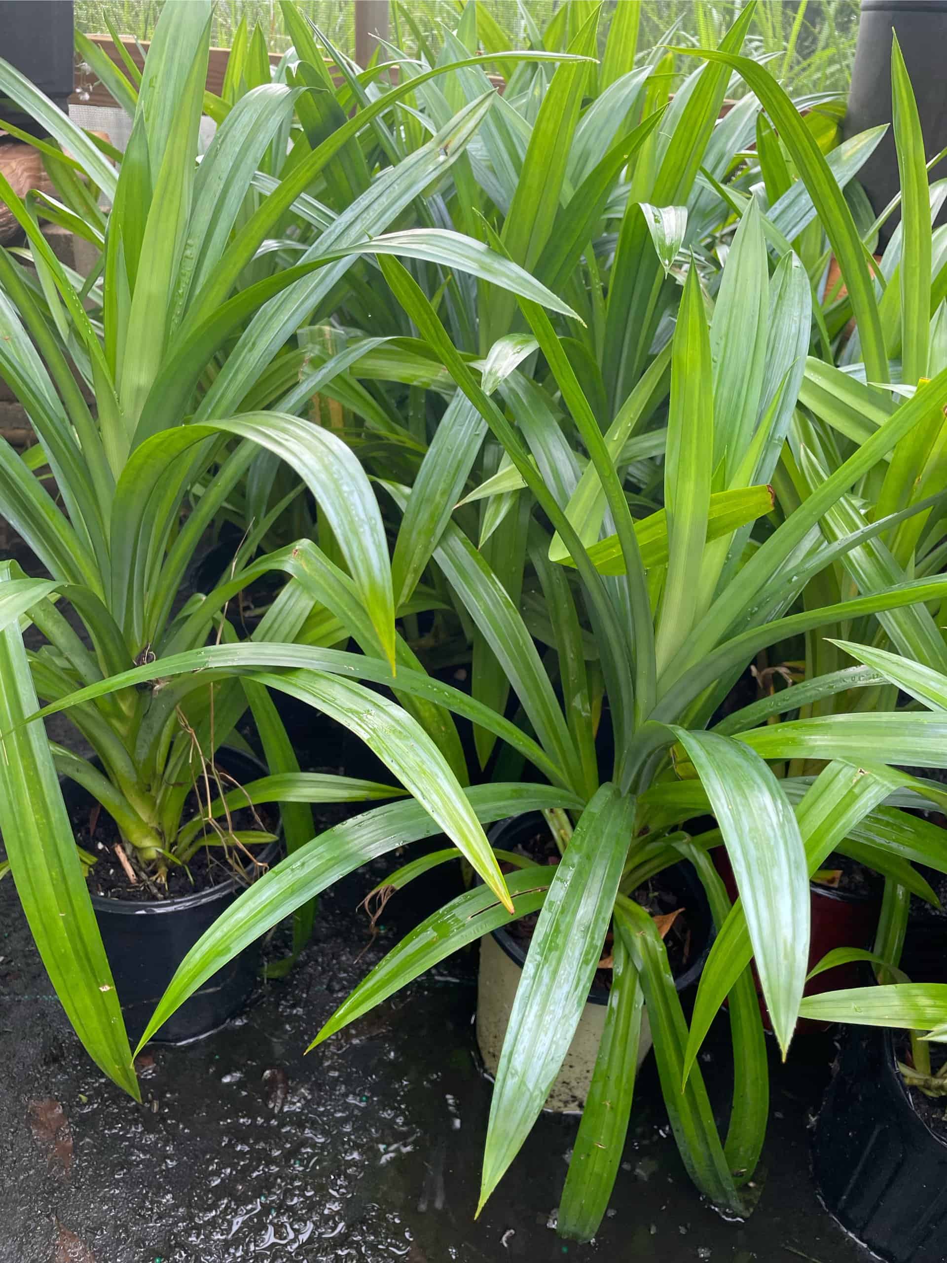 Buy Online Aromatic Pandan Plant Plantly