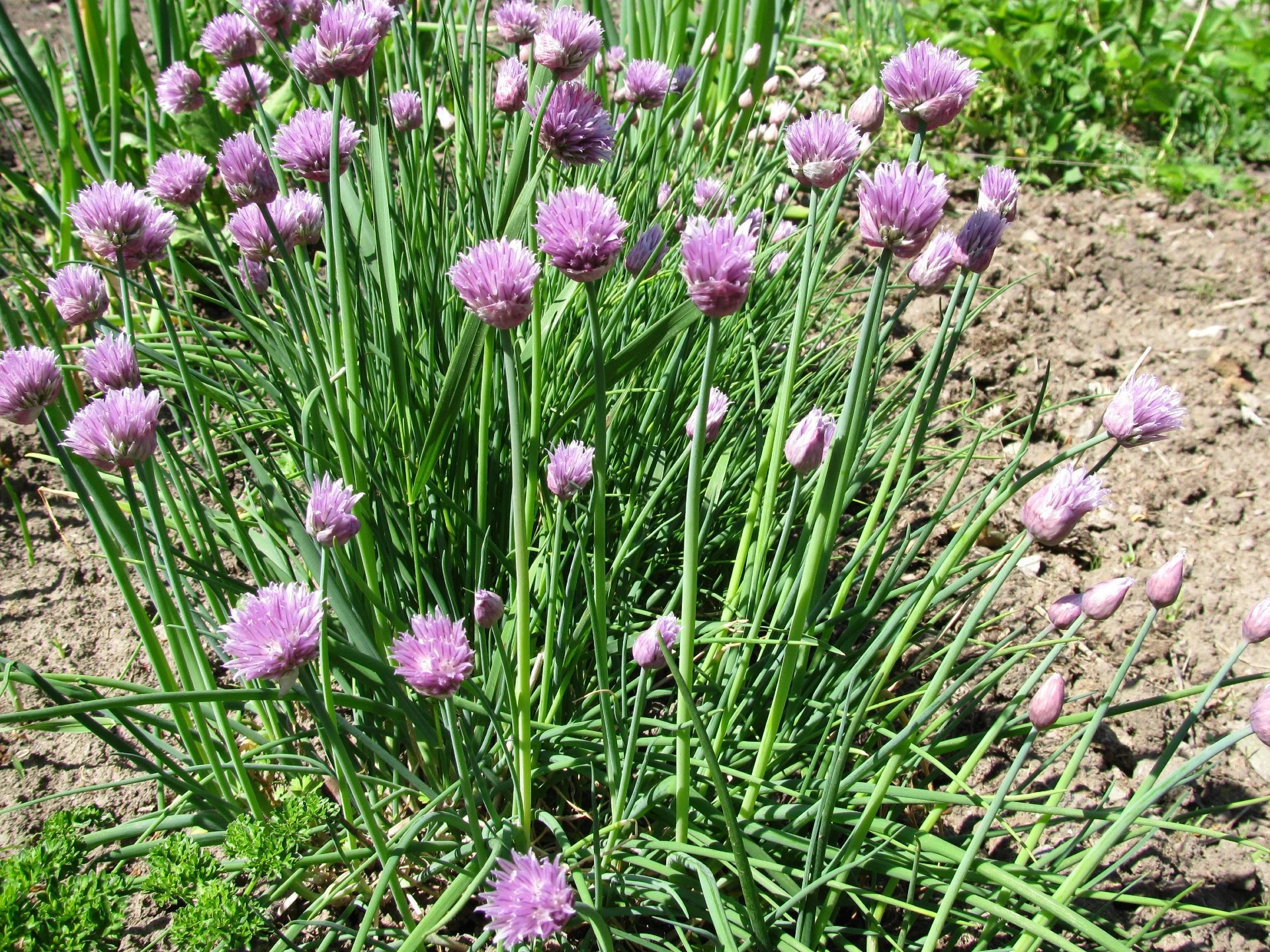 How to Grow and Care for Garlic Chives Plantly