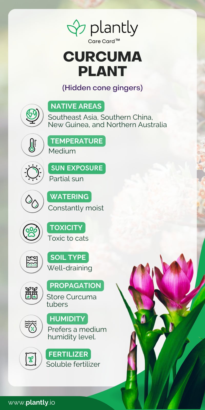 How to Grow and Care for Cucurma ( Turmeric ) Plantly