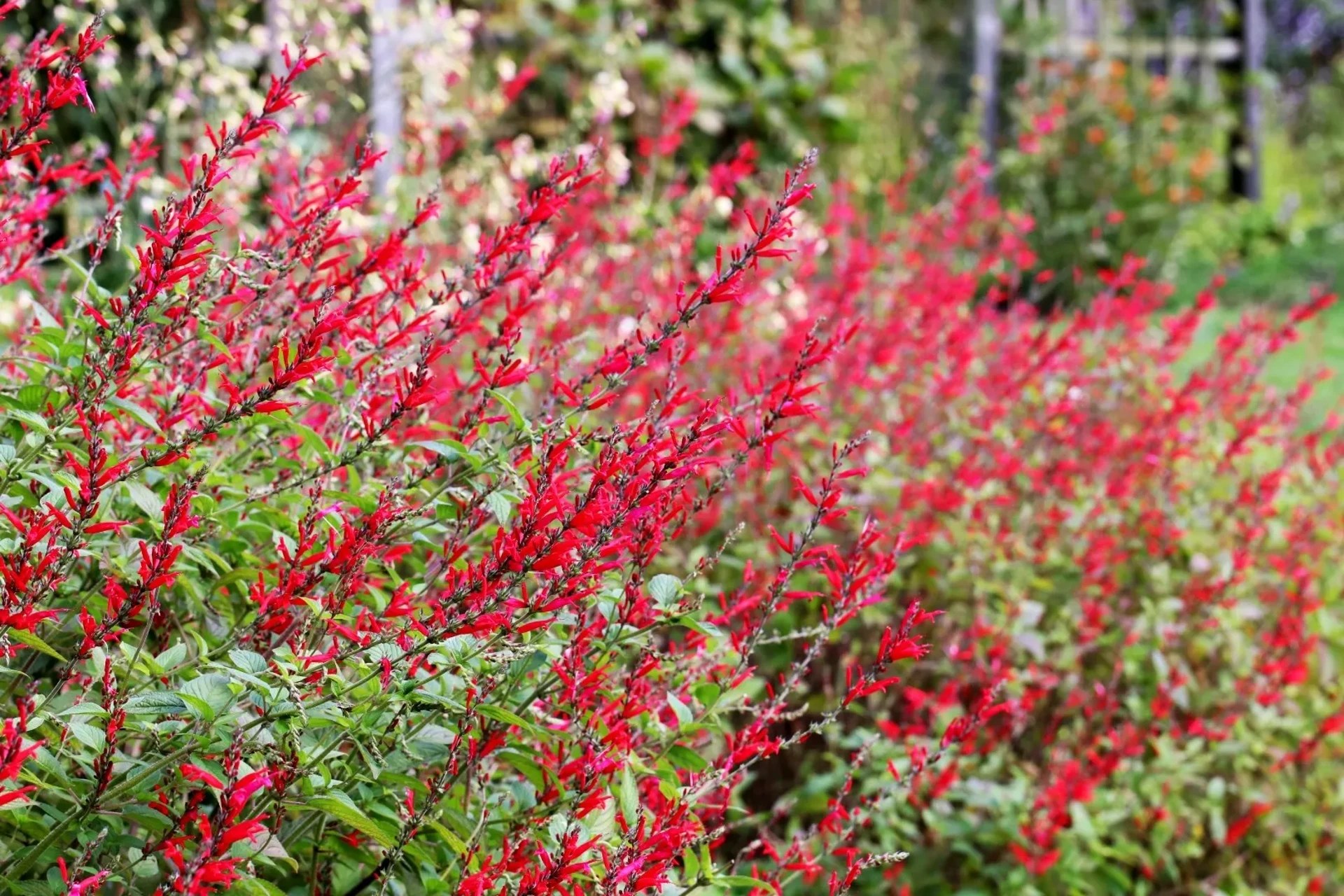 How to Grow and Care for Pineapple Sage Plantly