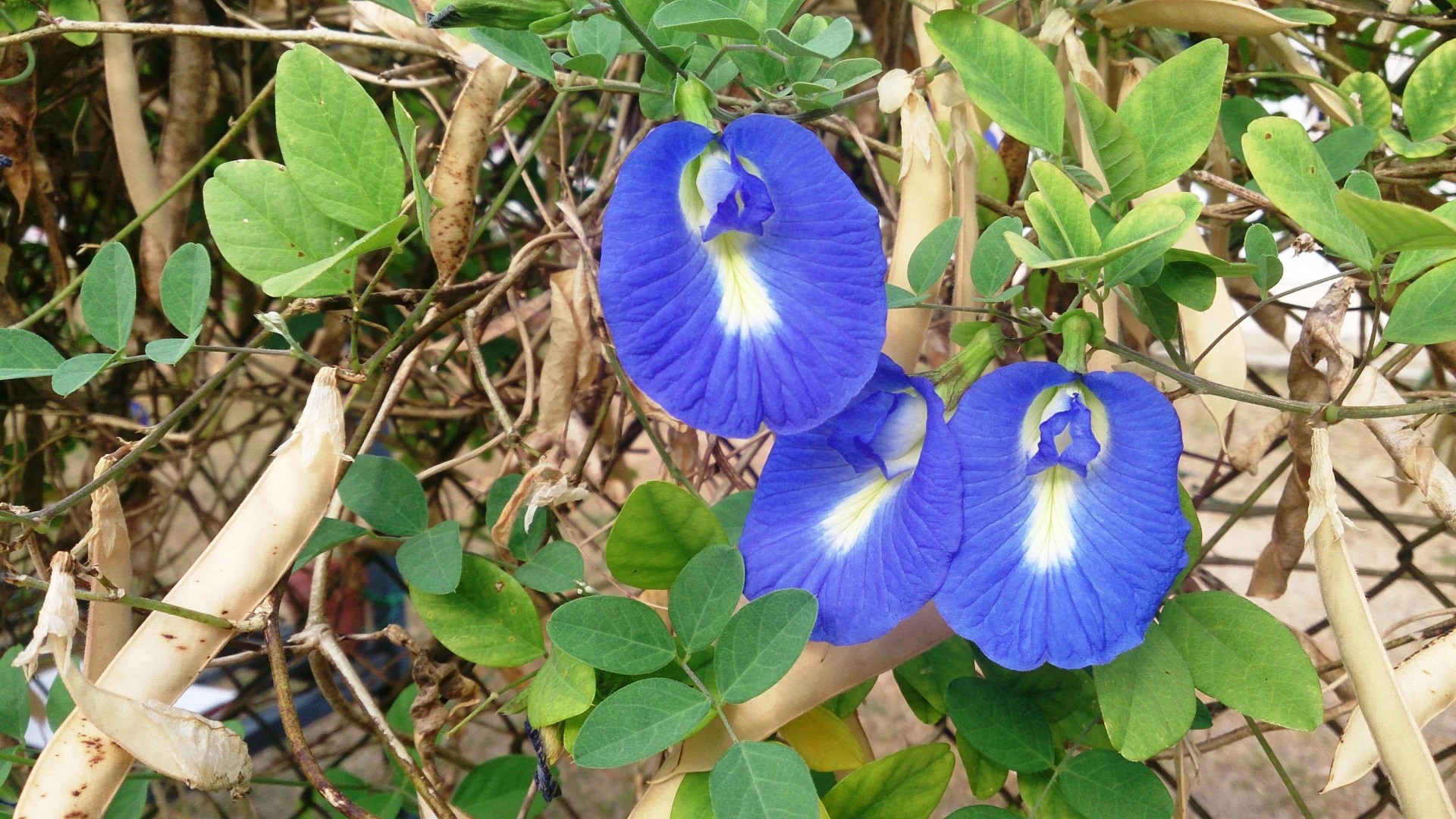 How to Grow and Care For Butterfly Pea Plantly