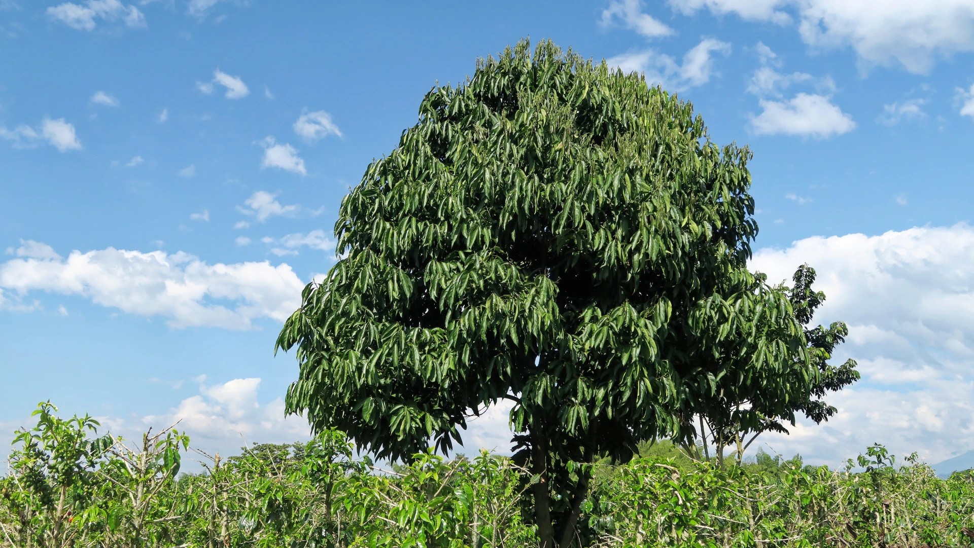 Expert Tips On Growing Ice Cream Bean Trees Plantly