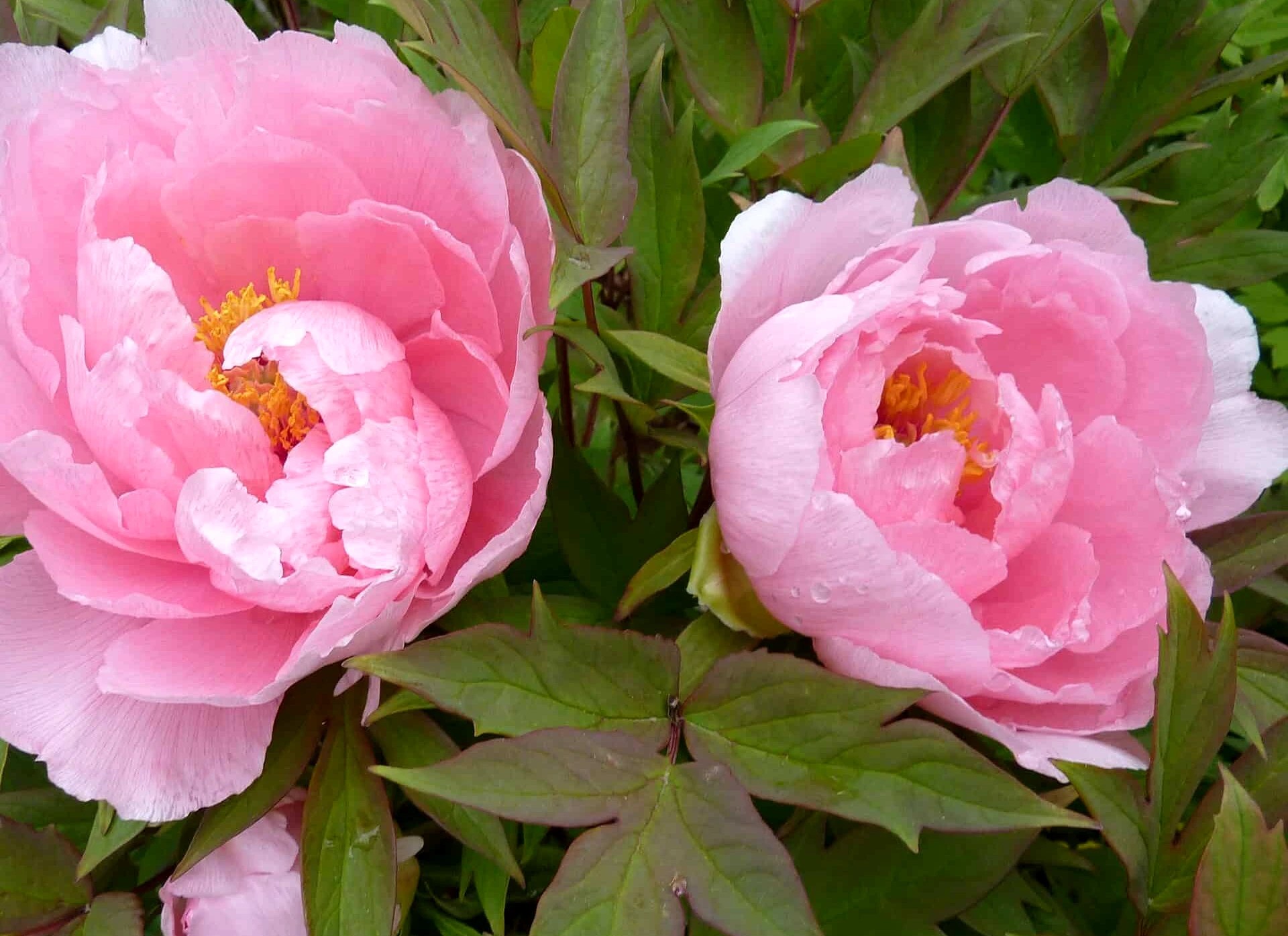 Expert Tips For Tree Peony Care Guide Plantly