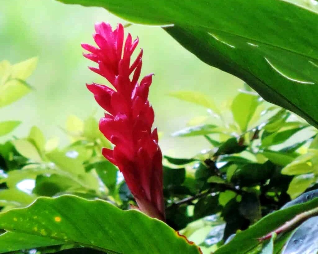 Shampoo Ginger Lily Care & Growing Guide Tips Plantly