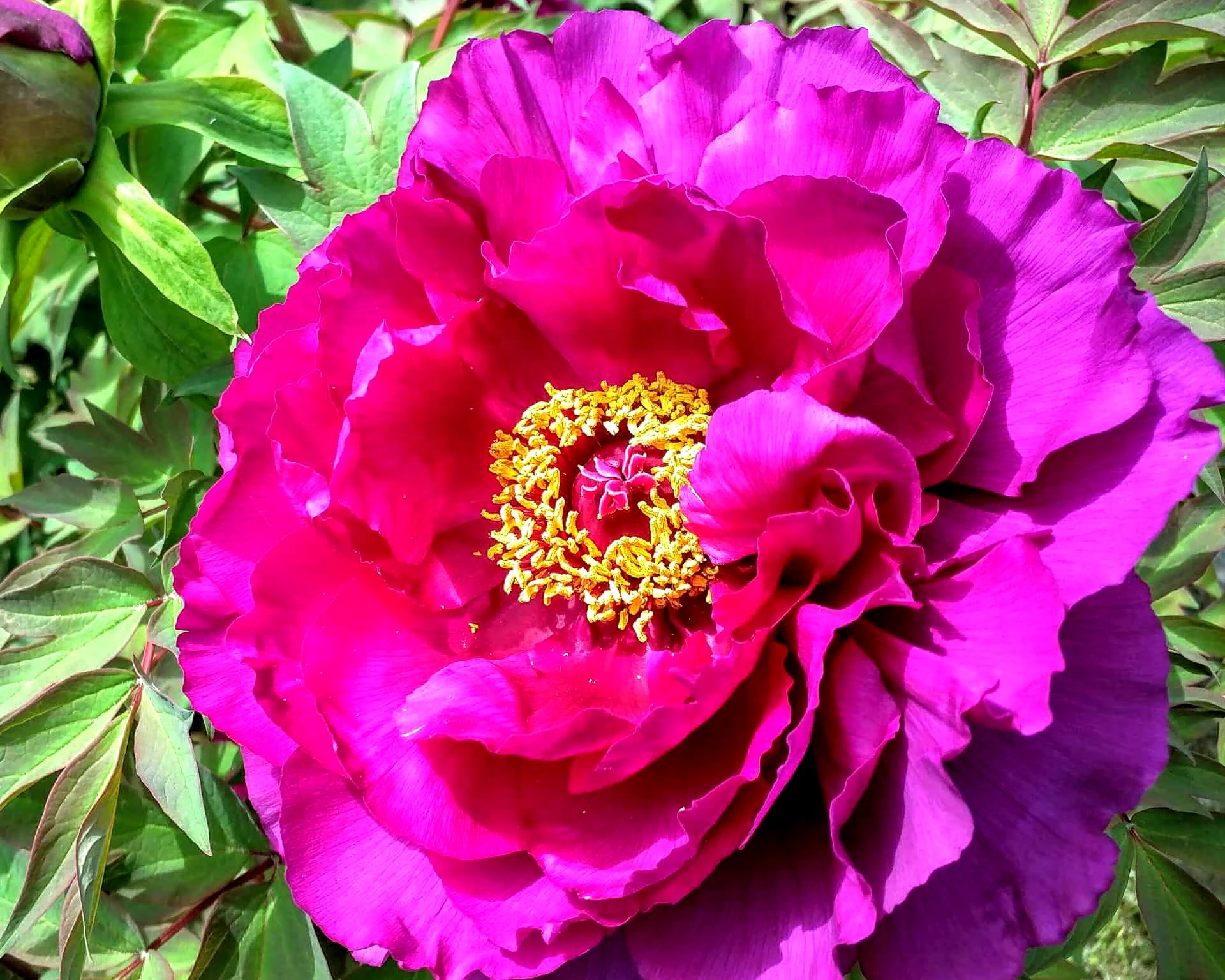 Expert Tips For Tree Peony Care Guide Plantly