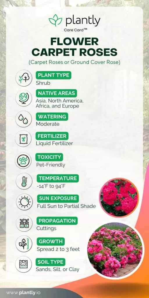 Flower Carpet Roses Care A Vigorous Rose Plantly