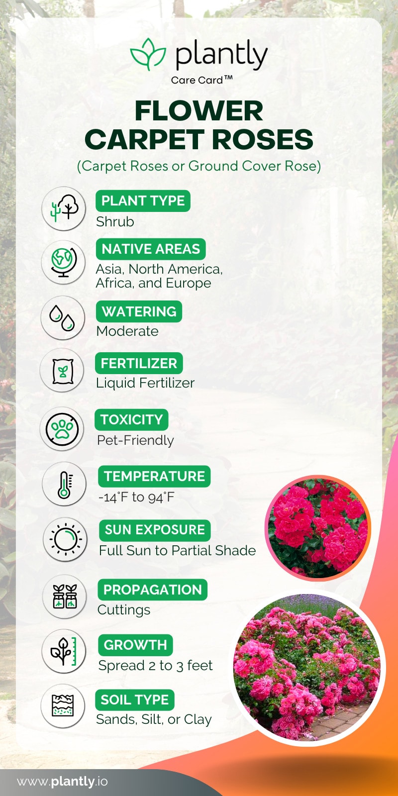 Flower Carpet Roses Care A Vigorous Rose Plantly