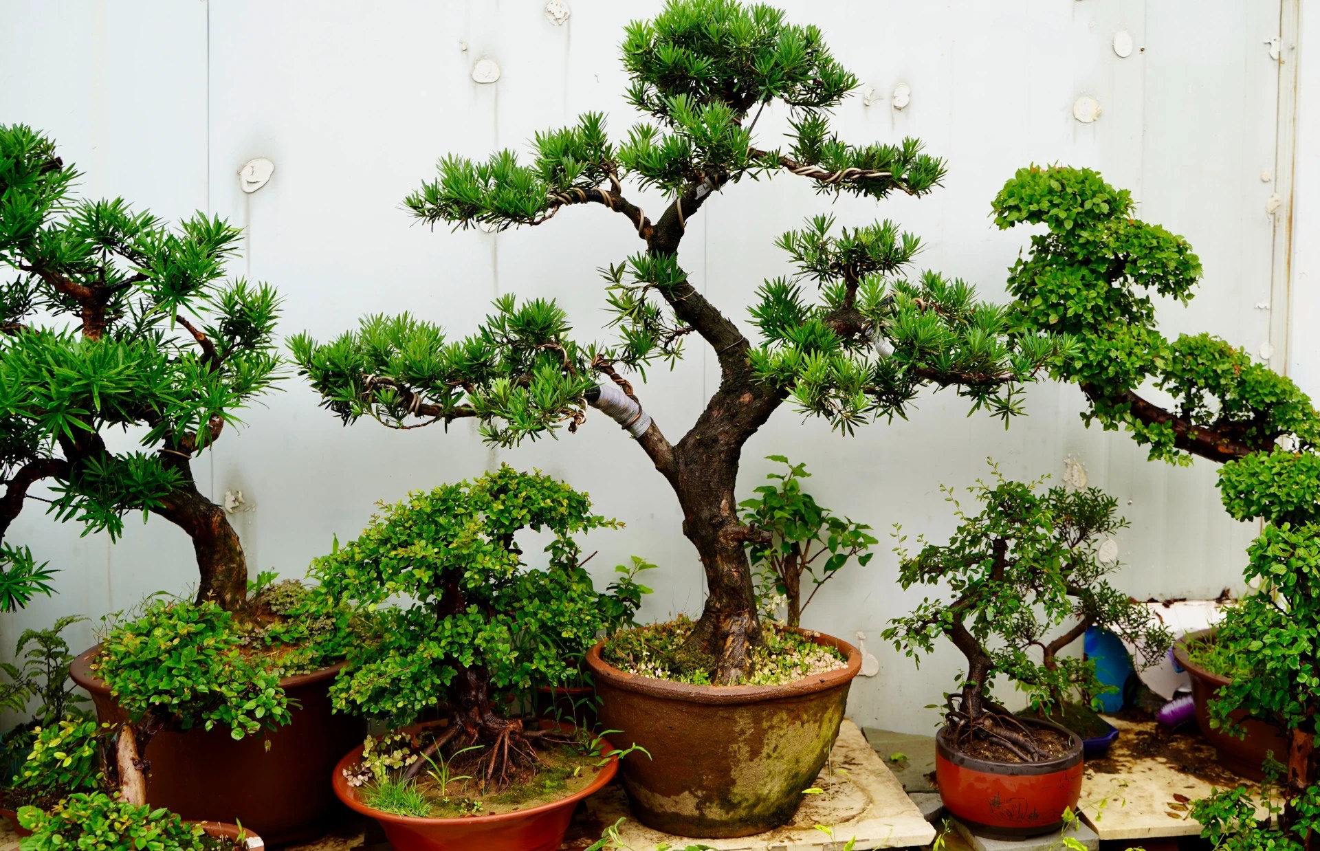 How to Care Bonsai Tree? A StepbyStep Guide Plantly