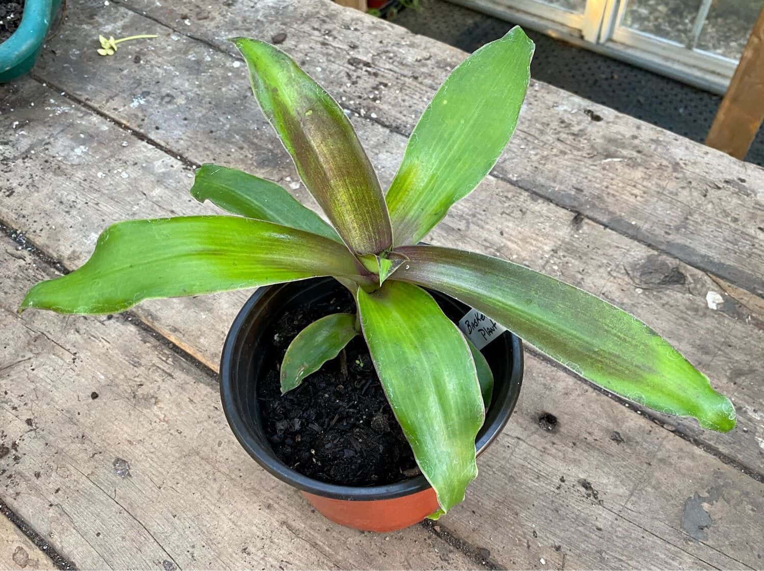 Basket Plant Callisia Fragrans Inch Plant 3 Inch Pot Live Plant Plantly