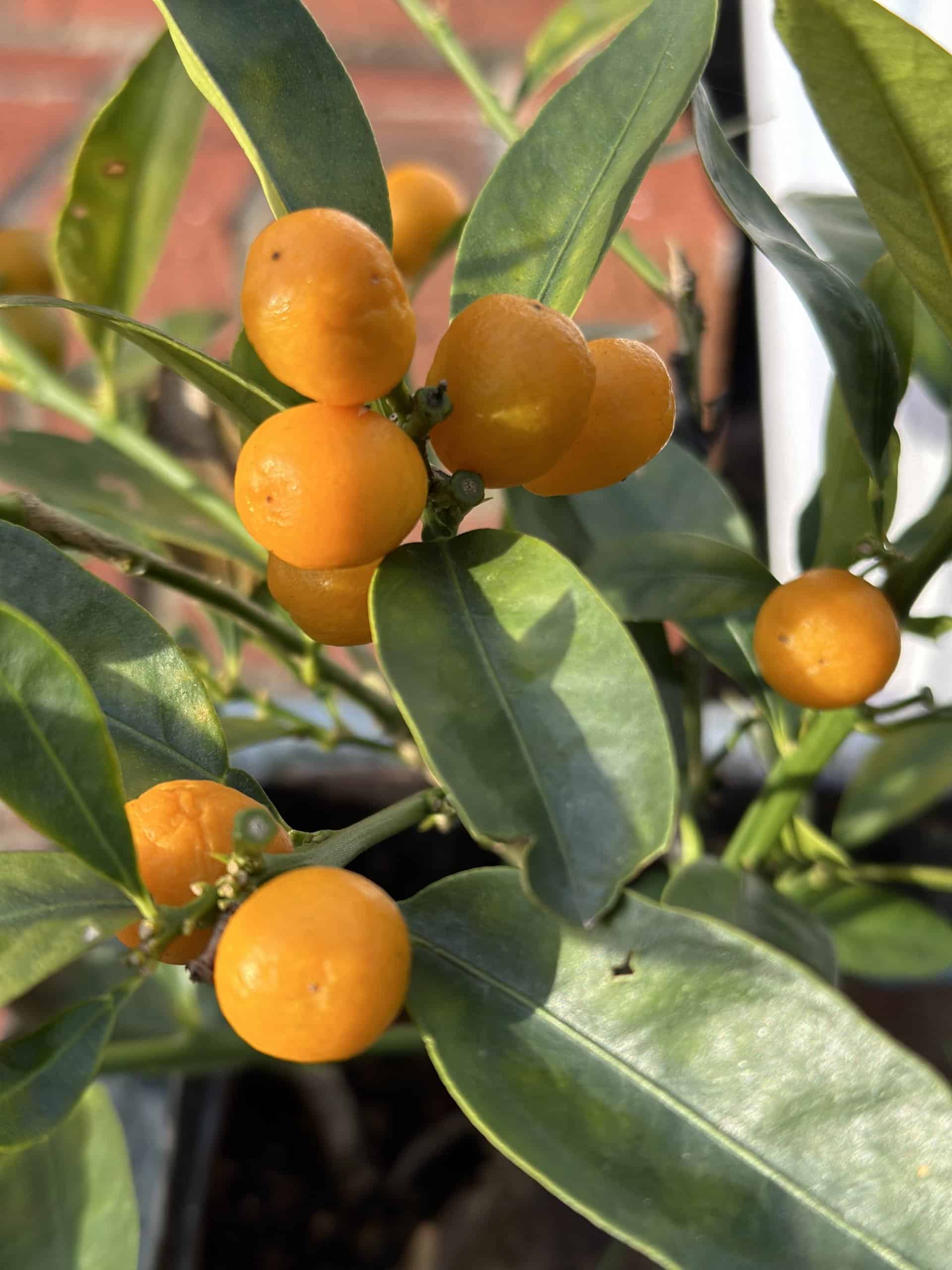 Procimequat 5 seeds (Limequat x Hong Kong kumquat hybrid) Plantly