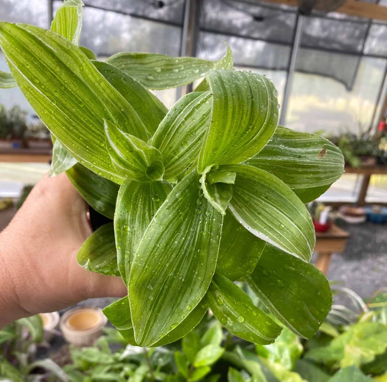 Wandering Jew Tradescantia Sanna 4" Pot Live Plant Plantly