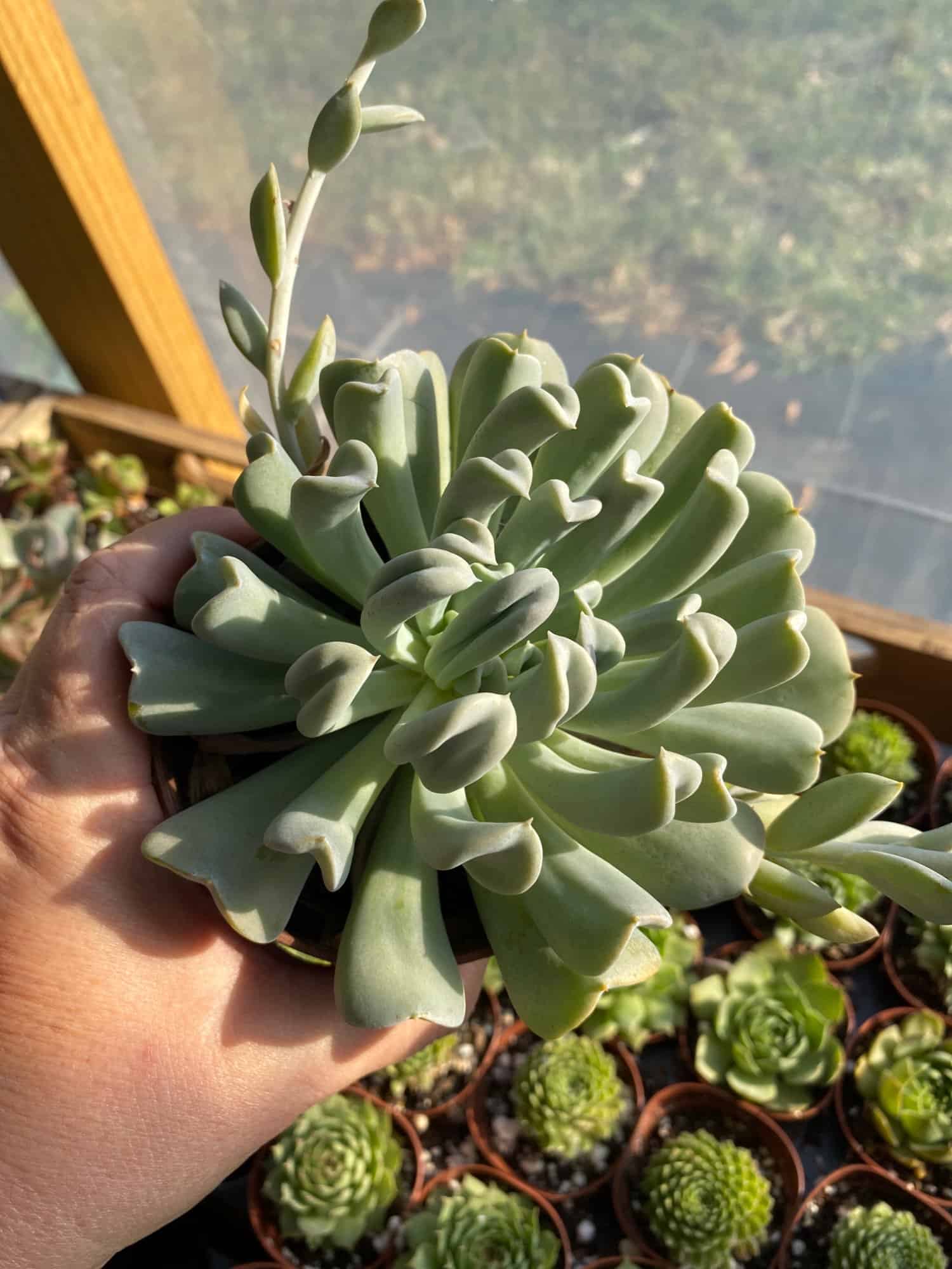 Echeveria Topsy Turvy Runyonii Succulent 4" Pot Live Plant Plantly