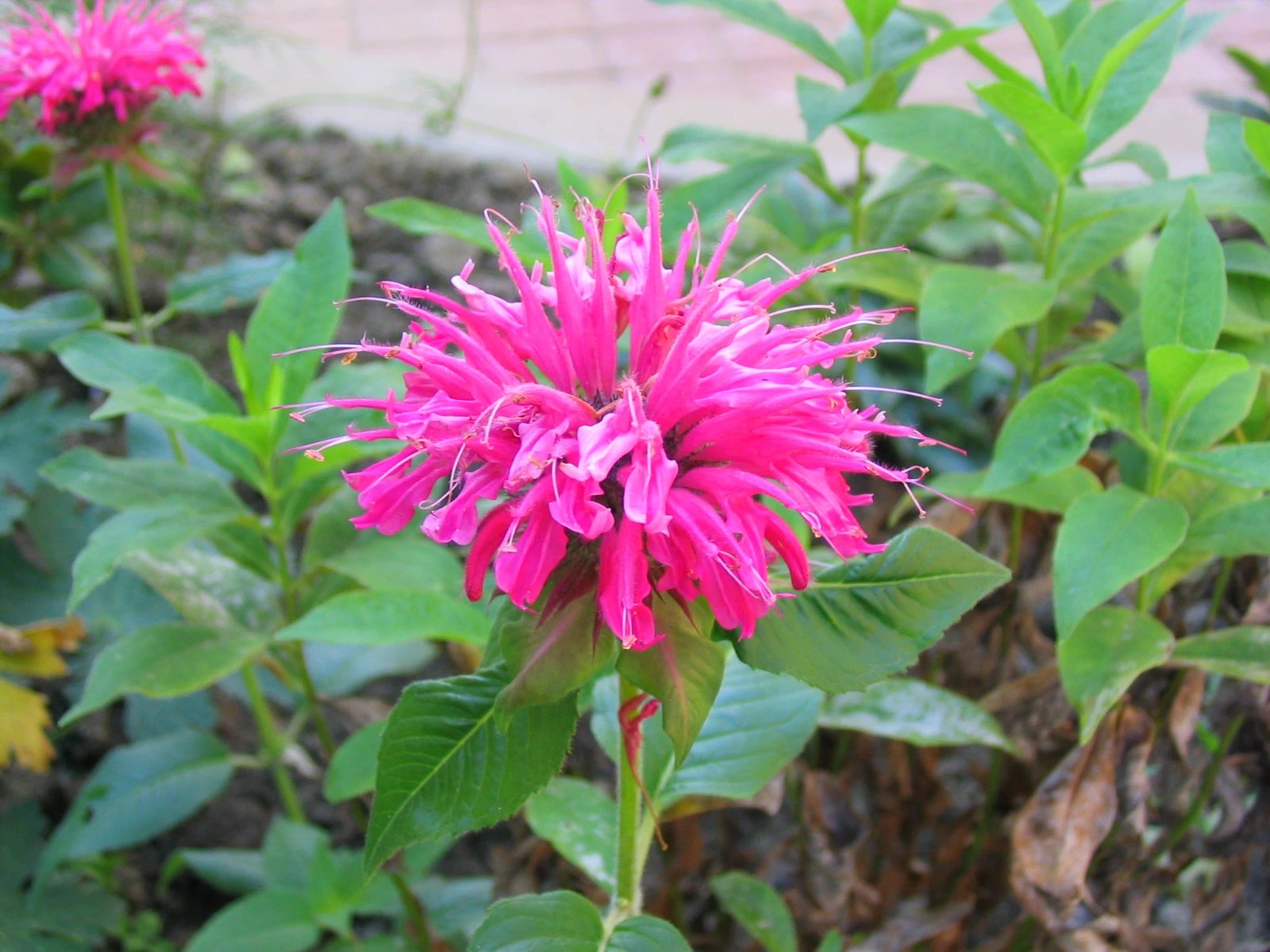 How to Grow and Care for Bee Balm Plantly