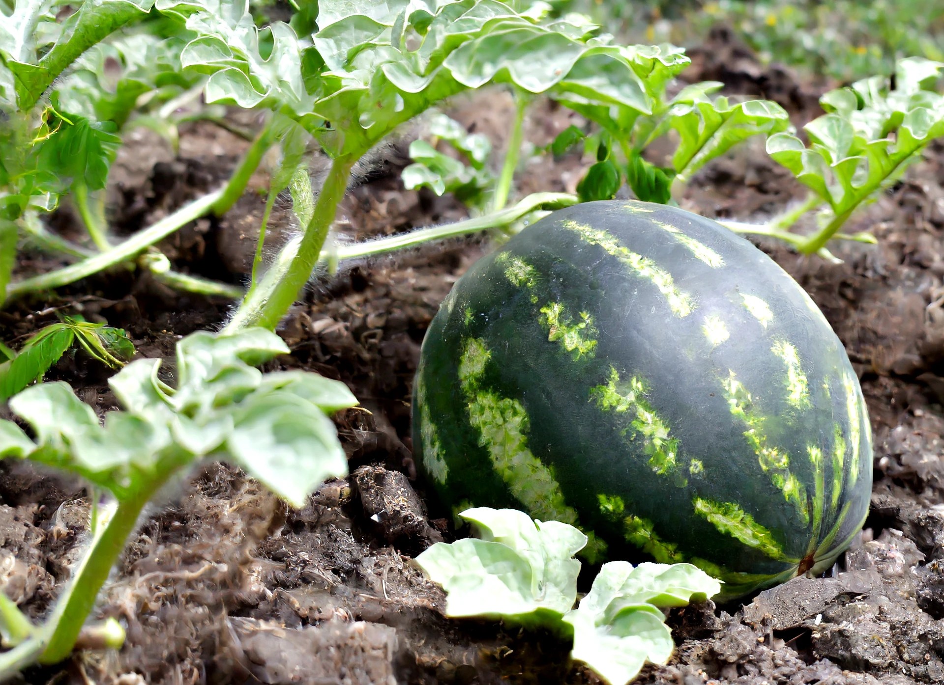Citrullus Lanatus "Black Diamond Watermelon" Plantly