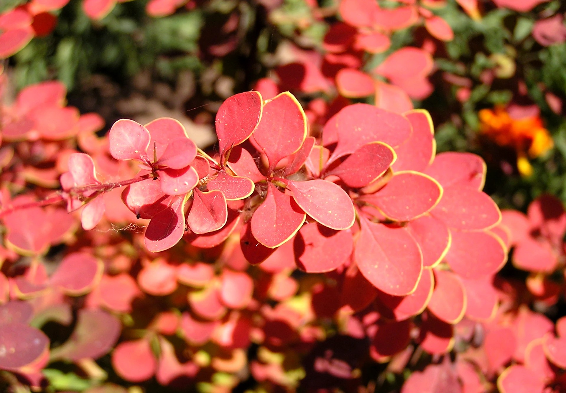 Orange Rocket Barberry Plant Care Plantly