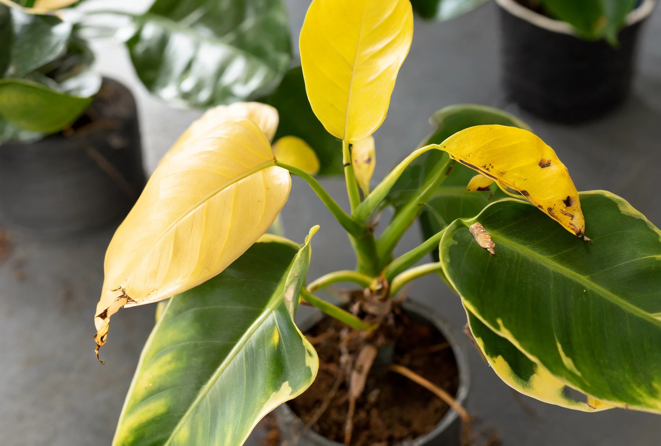 6 Reasons Why Philodendron Leaves Turning Yellow Plantly
