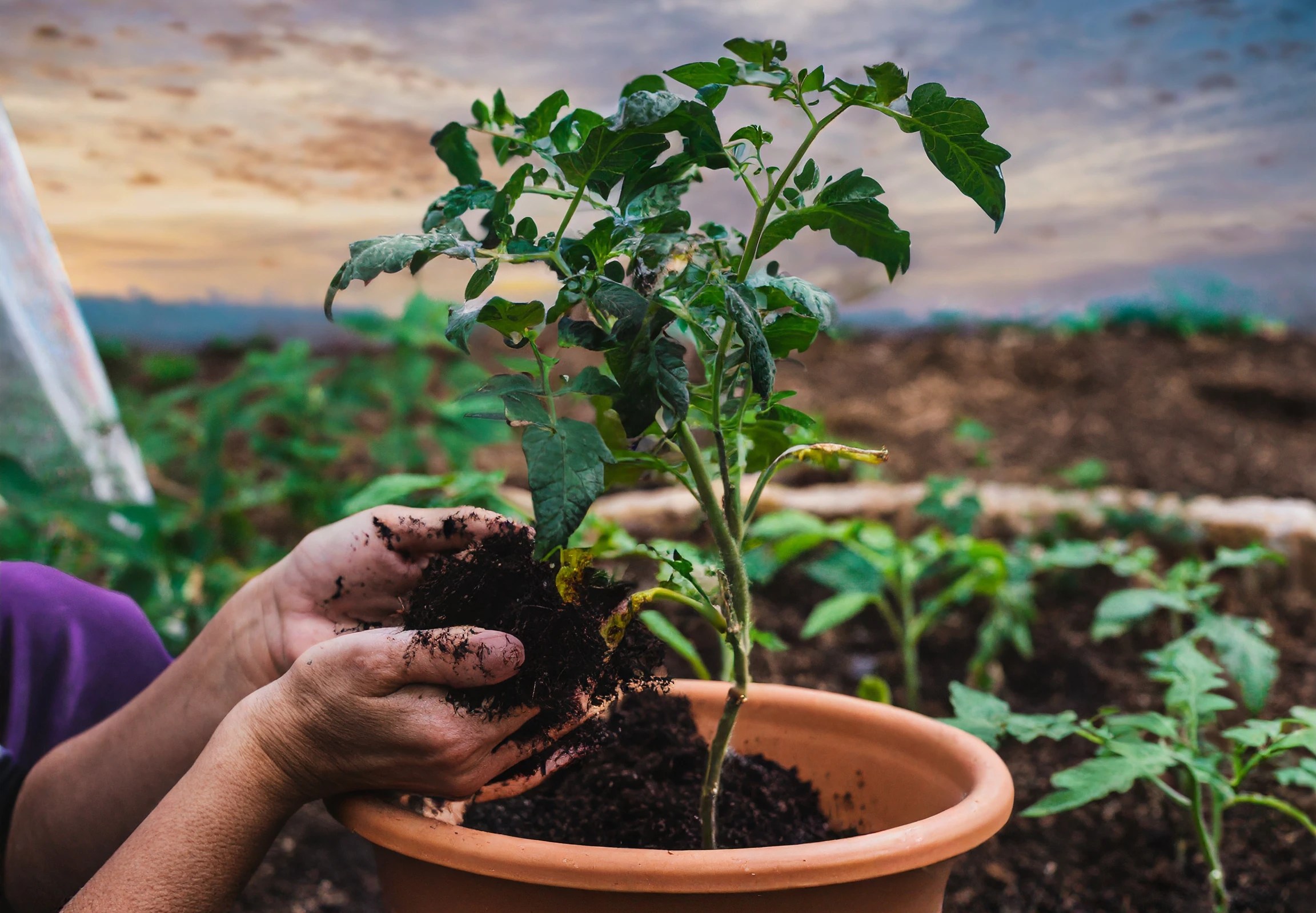 How to Grow 'Cherokee Purple' Tomatoes Plantly